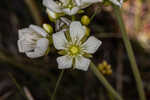 Venus' fly trap